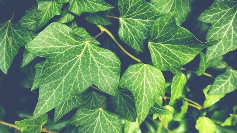 Iedera: O Plante Medicinală cu Beneficii Remarcabile pentru Sănătate