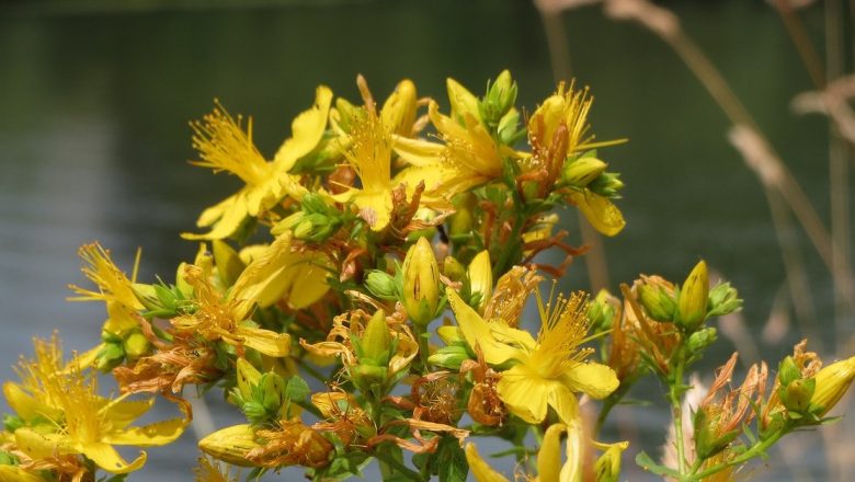 Sunătoarea: Remediul Natural Care Luptă Împotriva Depresiei în Epoca Modernă