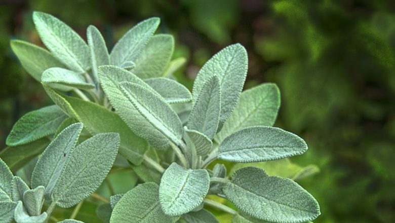 Salvia: Plantele Medicinale Care Mențin Sănătatea și Tinerețea Organismului