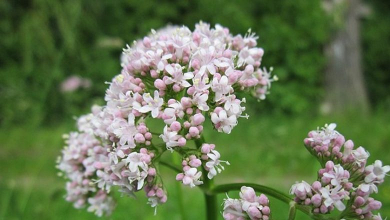 Valeriana: Arta de a Îmblânzi Somnul cu Ajutorul Naturii