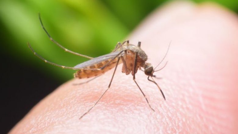 Soluții Naturale Eficiente Împotriva Țânțarilor: Metode și Implicații