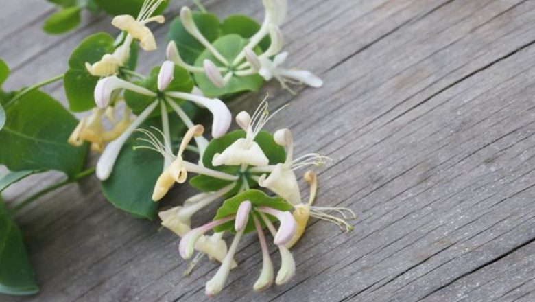 Caprifoiul: O Plantă cu Proprietăți Medicinale Remarcabile pentru Sănătatea Inimii și Prevenirea Coagulării Sângelui