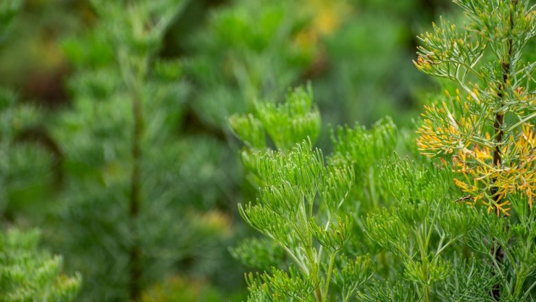Lemnul Domnului: O comoară verde cu efecte terapeutice remarcabile