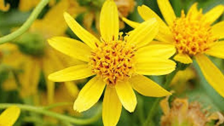 Arnica: Virtuțile Tămăduitoare ale Florii Aurii în Medicina Alternativă