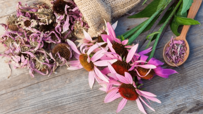 Echinacea: Remediul Natural pentru Întărirea Imunității și Combaterea Infecțiilor