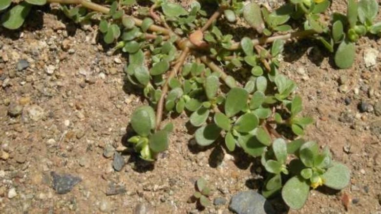 Ierburi miraculoase din flora spontană: Cum plantele pe care le ignorăm pot trata boli grave