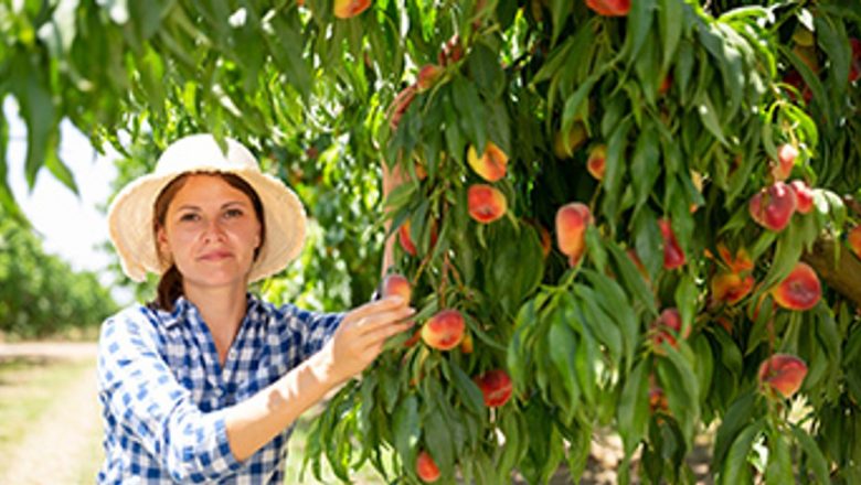 Piersica: Fructul Miraculos al Sănătății și Frumuseții