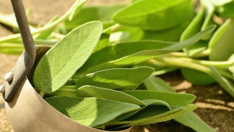 Salvia: O Plantă Cu Proprietăți Curative Remarcabile Împotriva Mușcăturilor Veninoase și Nu Numai