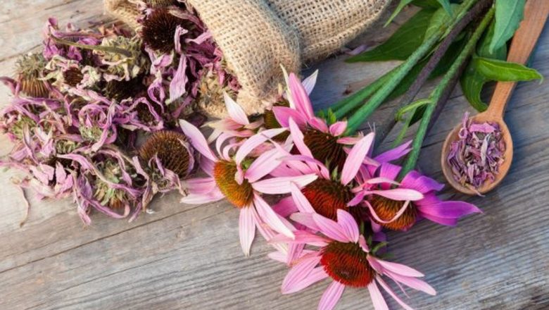 Echinacea: Remediul Natural Care Îți Întărește Imunitatea și Te Protejează de Infecții
