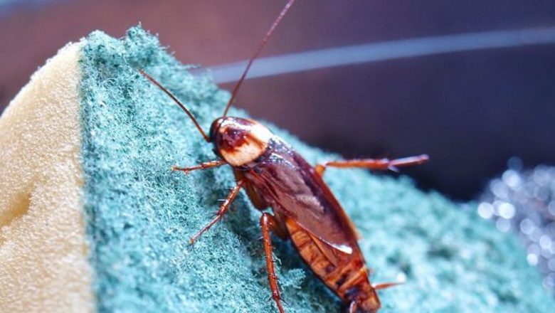 Soluții Naturale Eficiente pentru Combaterea Gândacilor de Bucătărie