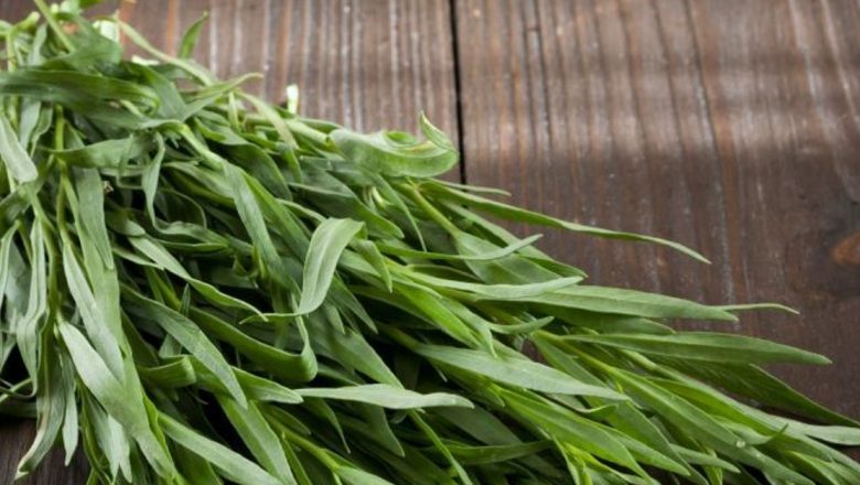 Tarhonul: Beneficiile surprinzătoare ale unei plante aromatice în medicina tradițională