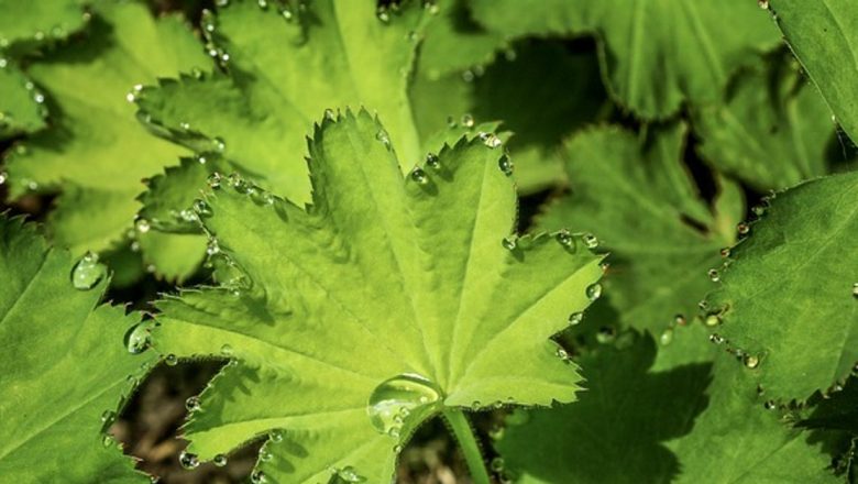 Crețișoara: Un Remediu Natural pentru Sănătatea Femeilor – Beneficii, Utilizări și Implicații