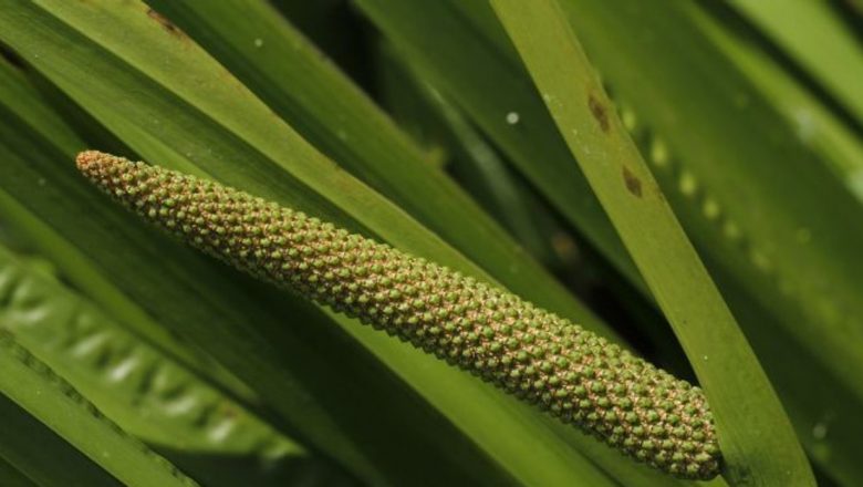Obligeana: Planta Miraculoasă pentru Stomacul Tău și Nu Numai