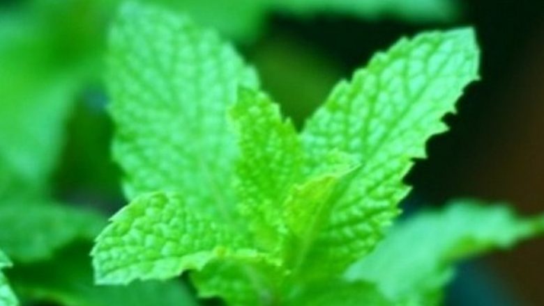 Ceașca de sănătate: Plantele care combat stresul și îmbunătățesc starea de bine
