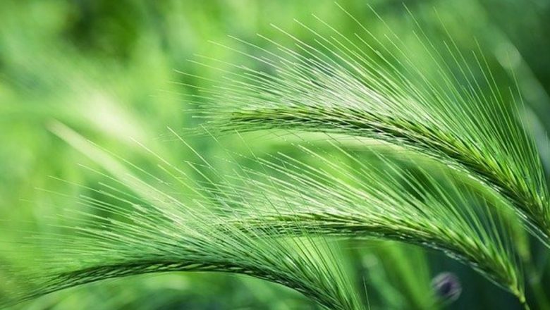 Beneficiile extraordinare ale extractului din suc de orz verde: Un superaliment bogat în calciu și vitamine