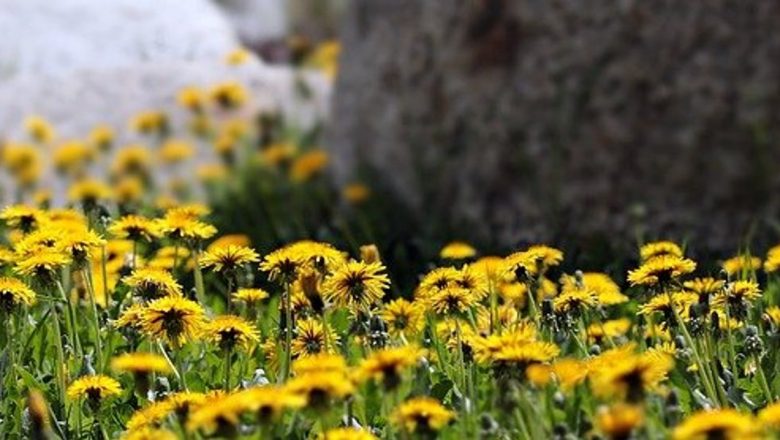 Păpădia: O Comoară Verde pentru Detoxifierea Ficatului