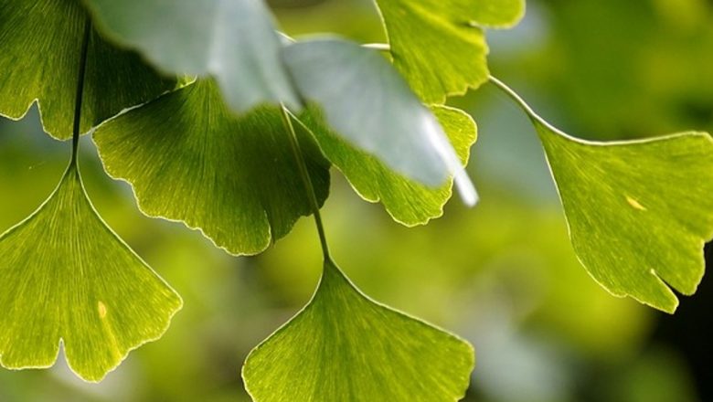 Beneficiile extractului de ginkgo biloba asupra circulației cerebrale și periferice
