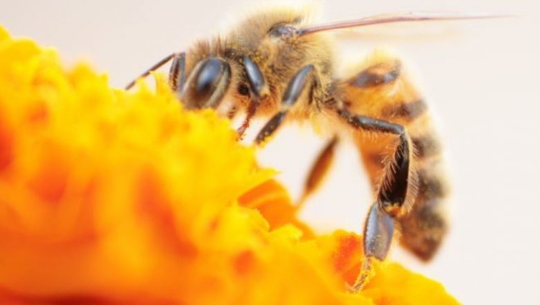 Veninul de albine: O soluție naturistă cu aplicații terapeutice complexe