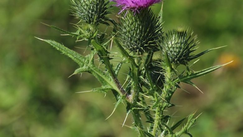 Ceaiul de Ghimpe: Un Remediu Natural pentru Problemele cu Prostata