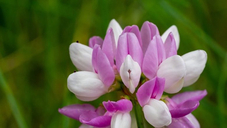 Beneficiile extractului de astragalus: O soluție naturală pentru alergii și infecții