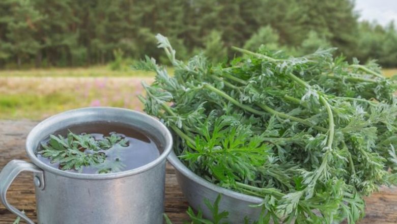Pelinul: O Plantă Amară cu Proprietăți Medicinale Remarcabile