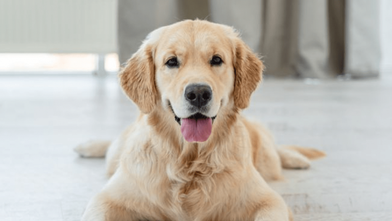Îngrijirea animalului de companie în contextul pandemiei COVID-19: Soluții și implicații