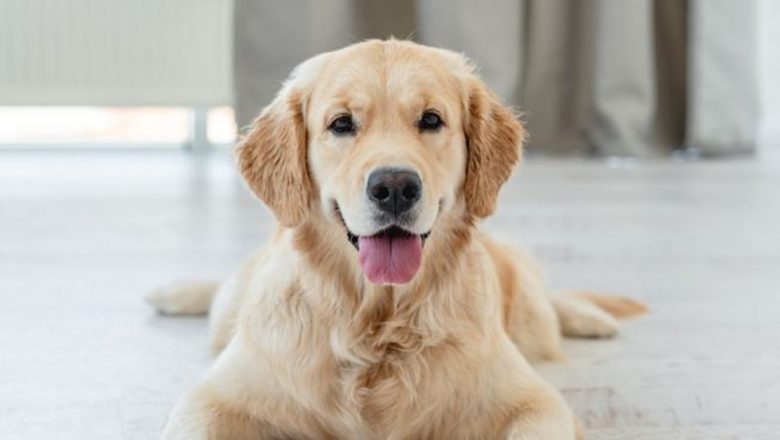 Îngrijirea animalelor de companie în timpul pandemiei de COVID-19: Ghid pentru proprietari