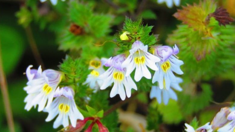 Silurul: Plante Medicinale cu Proprietăți Anti-Inflamatoare și Antimicrobiene