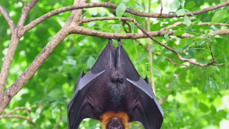 Virusul Nipah: O Amenințare Globală în Umbră – Risc Epidemic și Implicații pentru Sănătatea Publică
