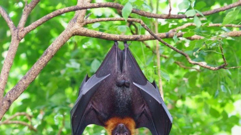 Virusul Nipah: Un Nou Pericol Pandemic din Inima Asiei