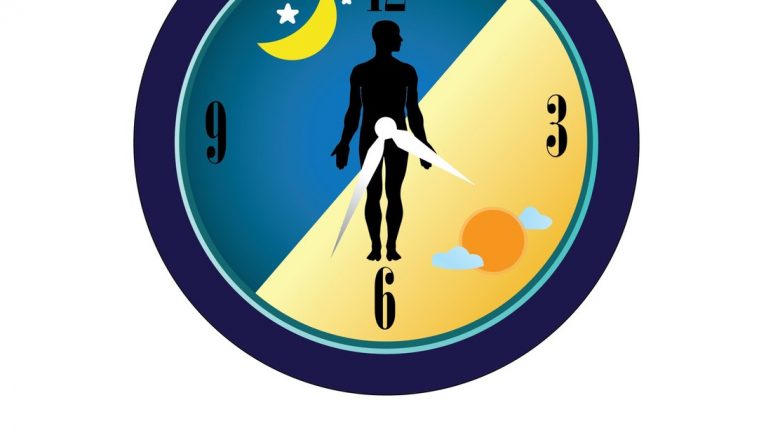 Ritmurile Vieții: Orologiul Intern al Organismului și Impactul său Asupra Sănătății