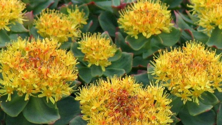 Rhodiola Rosea: O Rădăcină de Aur în Combaterea Stresului și Îmbunătățirea Memoriei