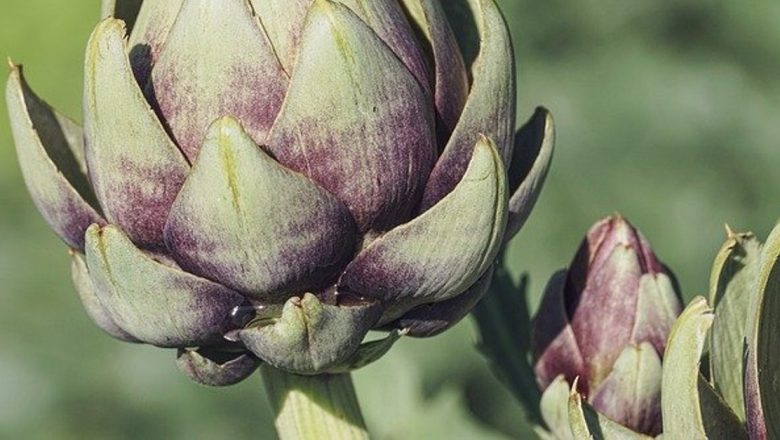Plantele Medicinale în Cura de Slăbire: Cele Mai Eficiente Remedii Naturale