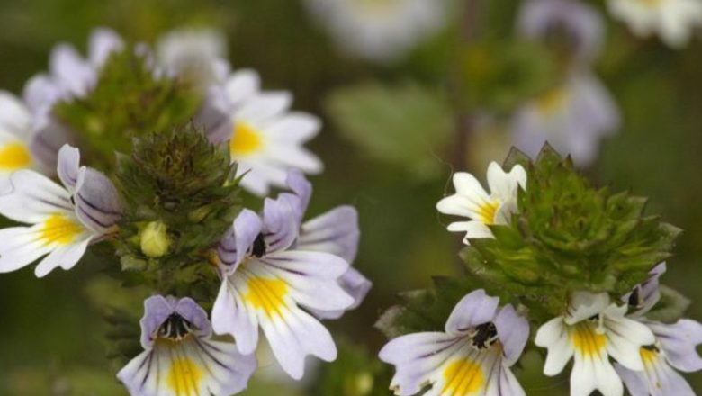 Silurul: Planta cu Proprietăți Medicinale și Remediile Sale Eficiente