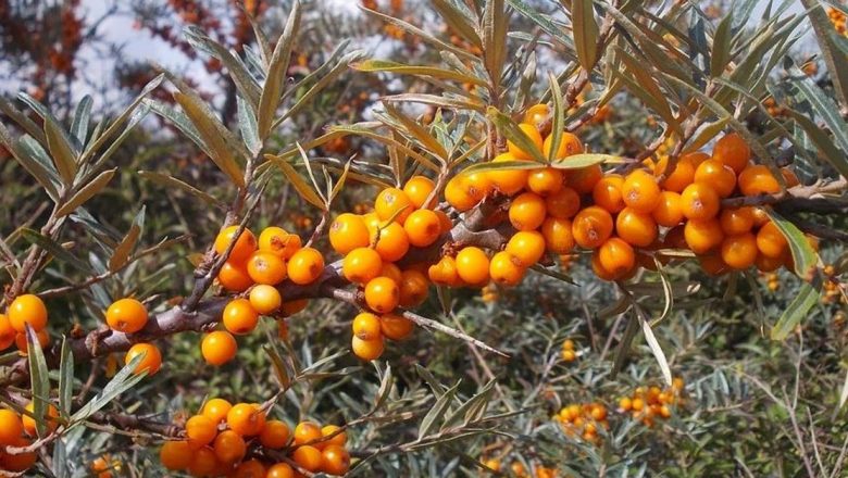 Remedii Naturale pentru Combaterea Virozelor în Sezonul Rece: Cătina, Măceșele și Merele