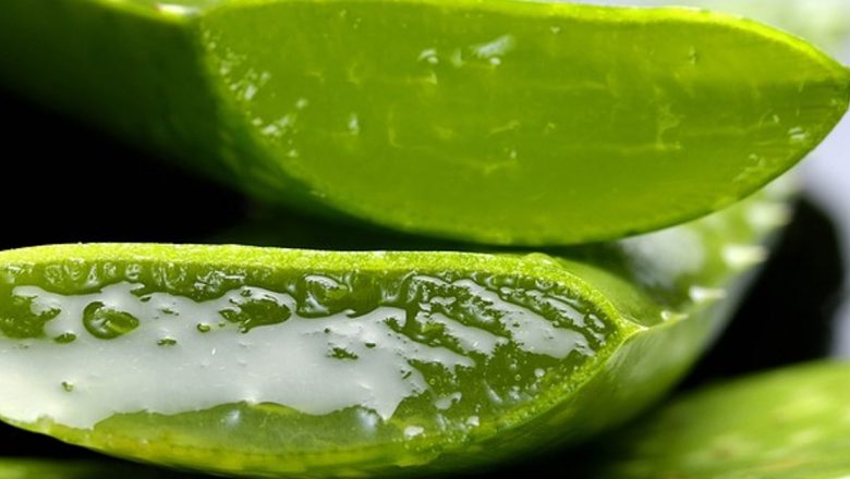Aloe Vera: Planta Minune Care Tratază Peste 60 de Afecțiuni