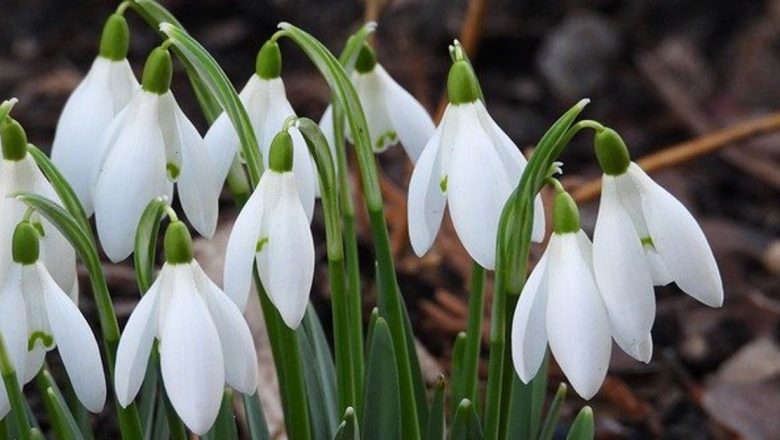 Ghiocelul: Floare Medicinală cu Beneficii și Riscuri