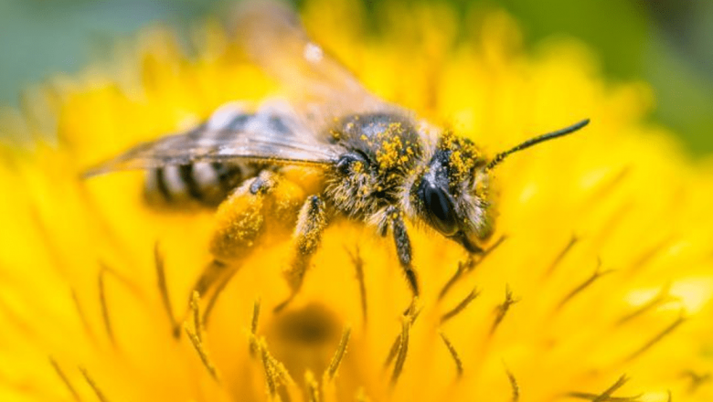 Dispariția albinelor: O amenințare globală pentru alimentație și biodiversitate