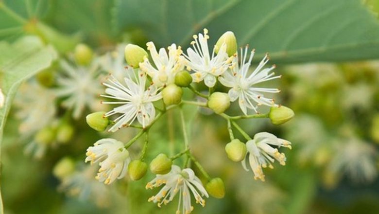 Remedii Verzi pentru Tuse: O Analiză Detaliată a Soluțiilor Naturale pentru Diferite Tipuri de Tuse