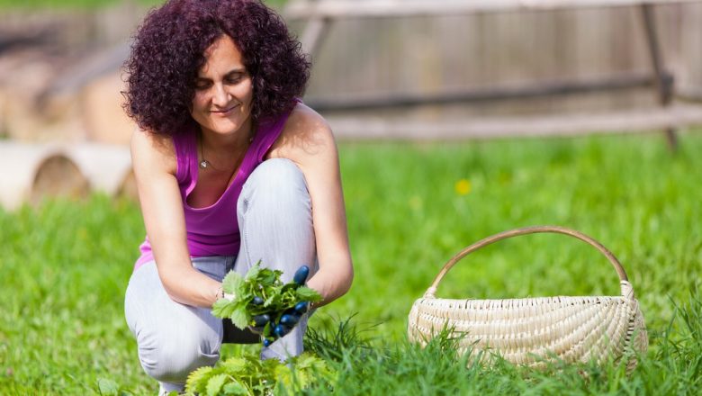 Beneficiile Uimitoare ale Urzicilor: Trei Leacuri Naturiste pentru Sănătatea Ta