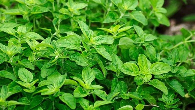 Uleiul de Oregano: O Comoară a Naturii în Gastronomie și Medicină