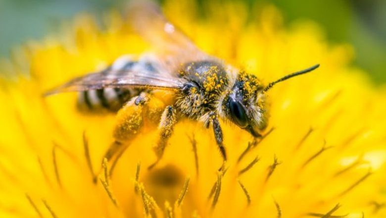 Impactul dispariției albinelor asupra alimentației și ecosistemului global