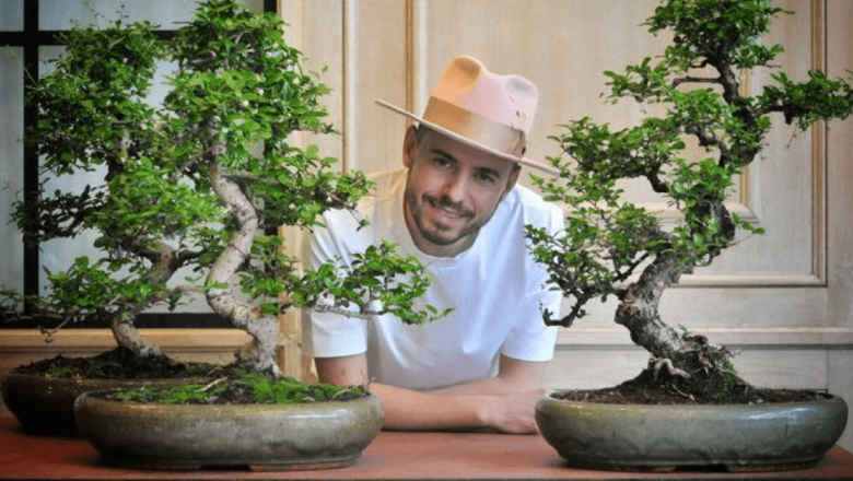 Plantele-Gigant de Interior: O Trendă în Creștere în România