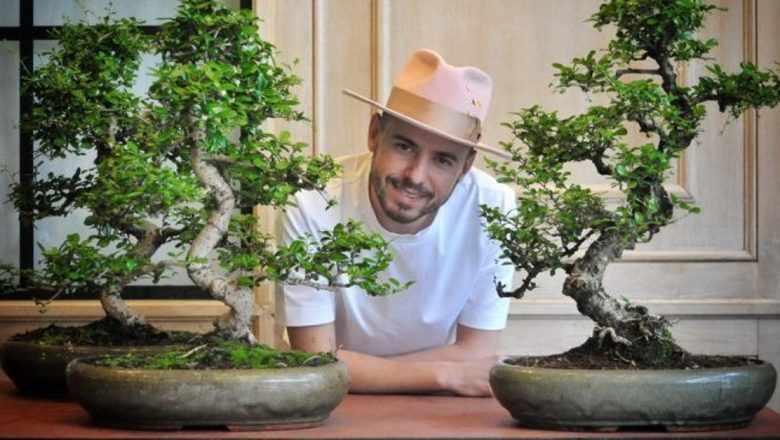 Plantele-Gigant de Interior: O Oază de Verde în Locuințele Românilor