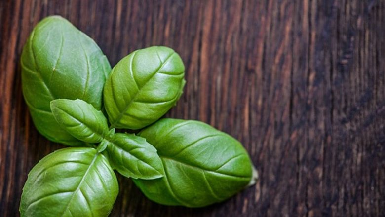 Beneficiile busuiocului: Combaterea toxiinfecțiilor alimentare și a inflamațiilor reumatice
