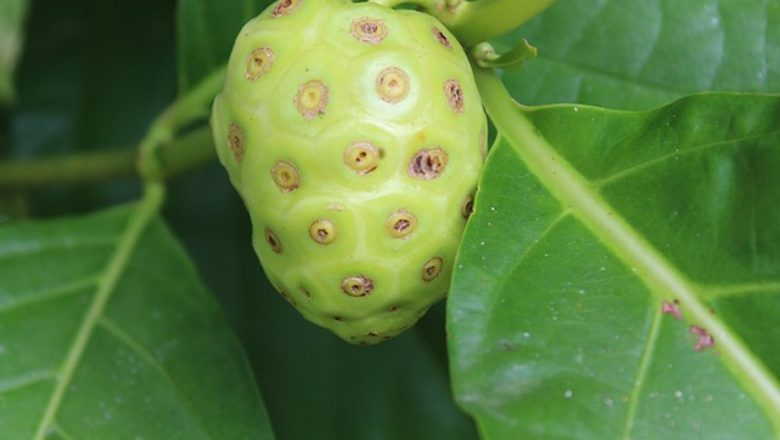 Noni: Fructul Vieții care Promite Să Revoluționeze Sănătatea Umană