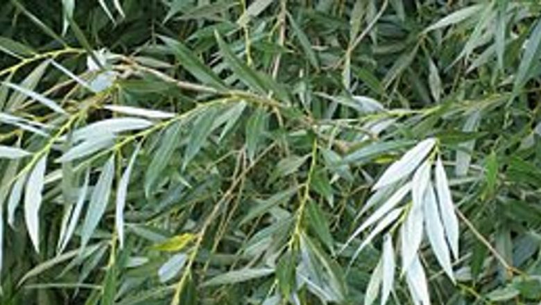 Salcia Albă: O Plantă Medicinală cu Proprietăți Anti-Inflamatorii Remarcabile