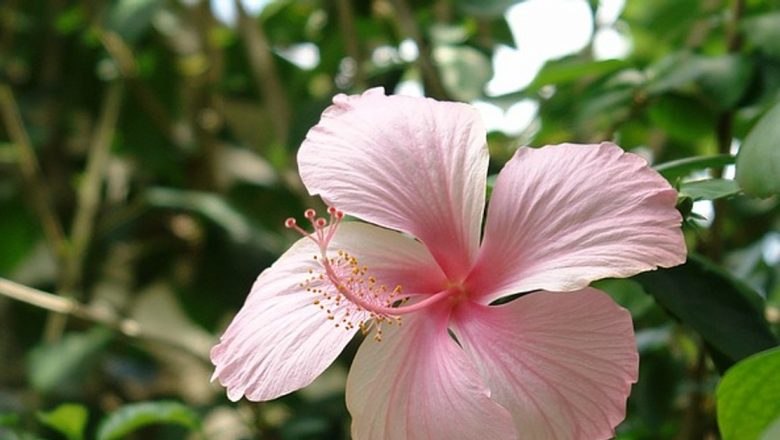 Hibiscus: Elixirul natural pentru combaterea stresului și îmbunătățirea sănătății