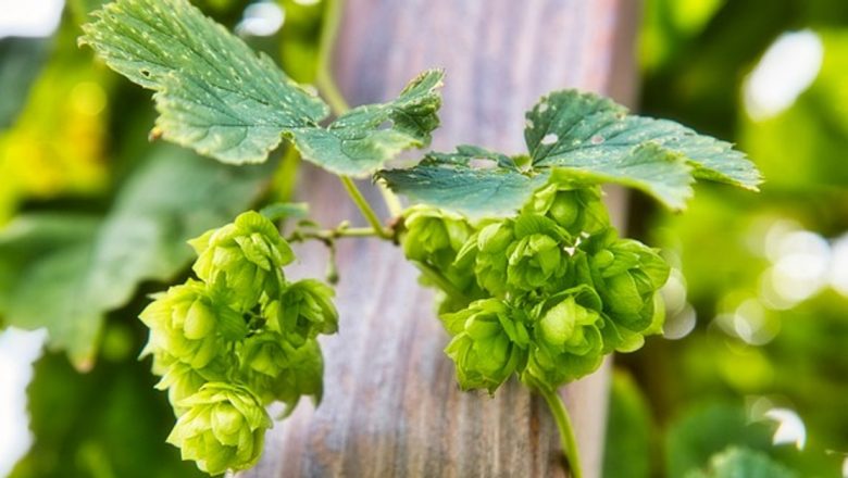 Hameiul: Aurul Verde al Naturii și Beneficiile Sale pentru Sănătate