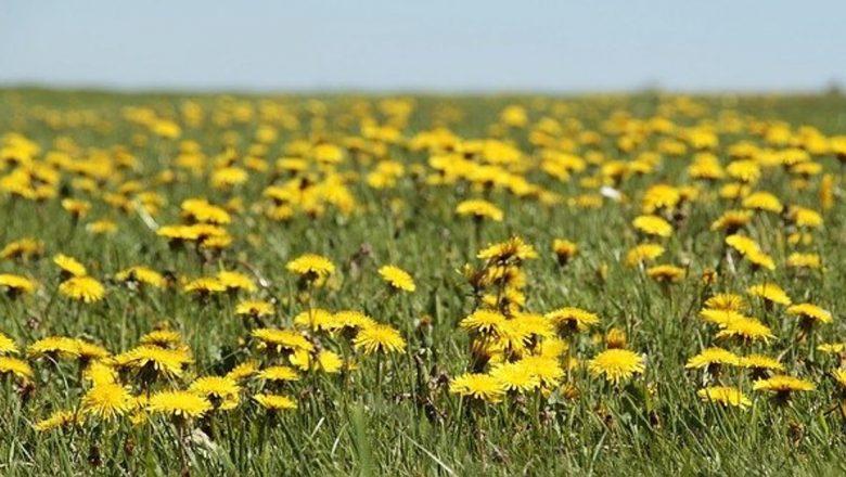 Păpădia: Planta cu Beneficii Remarcabile pentru Sănătate